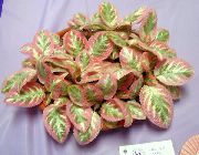 ფოტო ჭრელი შიდა მცენარეები ფლეიმის ია, 