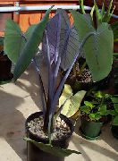 tumman-vihreä Malanga, Yautia Huonekasvit kuva