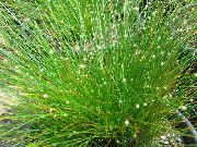      (,  ) ,  ,   - Scirpus cernuus