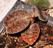 кафяв Macodes Стайни растения снимка