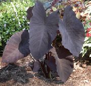 claret Olifanten Oor Kamerplanten foto