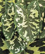 foto spräcklig Krukväxter Elefanter Örat