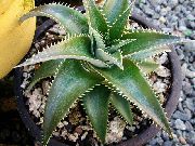 tumman-vihreä Dyckia Huonekasvit kuva