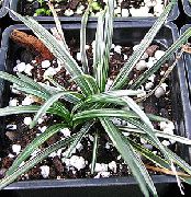 foto variegado Plantas de interior Black Dragon, Lily-Turf, Snake's Beard