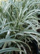 снимка на петна Стайни растения Лилия Чимовете