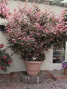 снимка на петна Стайни растения Сняг Буш