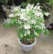 arbusto Snow Bush, Plantas de interior foto