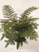 fénykép zöld Szobanövények Mahagóni Páfrány, Páfrány Földfelszíni