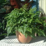 Румора Rumohra