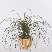 foto verde Plantas de interior Elephants Foot, Pony Tail