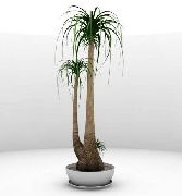 foto verde Plantas de interior Elephants Foot, Pony Tail