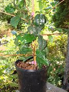 снимка зелен Стайни растения Чай