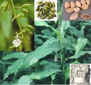 φωτογραφία πράσινος φυτά εσωτερικού χώρου Cardamomum, Elettaria Cardamomum