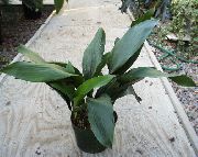 зелен Семейно Щастие, Бар Стайно Растение, Чугун Растителна  снимка