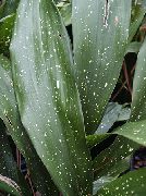 на петна Семейно Щастие, Бар Стайно Растение, Чугун Растителна  снимка