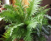 зелен Трудно Папрат Стайни растения снимка