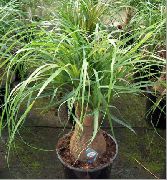 зелен Слонове Стъпалото, Конска Опашка Стайни растения снимка