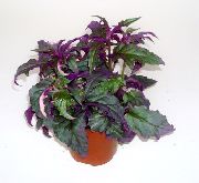 fotografija vijolična  Vijolično Žamet Rastlina, Kraljevski Žamet Rastlin