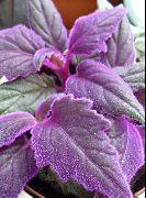 fotografija vijolična  Vijolično Žamet Rastlina, Kraljevski Žamet Rastlin