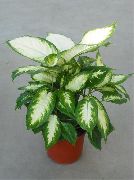 grianghraf motley Plandaí faoi dhíon Cána Balbh Ollmhór, Dieffenbachia