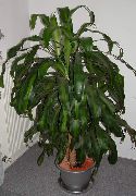      ,  ,   - Dracaena fragrans 