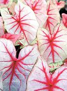 на петна Caladium Стайни растения снимка