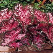 claret Caladium Kamerplanten foto