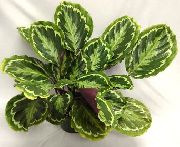 на петна Calathea, Зебра Растение, Паун Растителна  снимка
