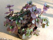 зелен Callisia, Боливийският Евреин Стайни растения снимка