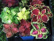 claret Coleus Kamerplanten foto