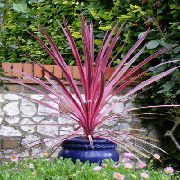 claret Cordylin Kamerplanten foto