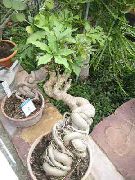 arboles Árbol De La Col De Rock, Plantas de interior foto
