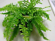     ,  ,  - Nephrolepis