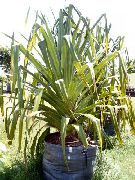  Pandanus