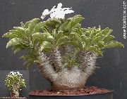      ,  ,   - Pachypodium saundersii 