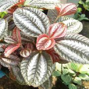 margas Aliuminio Gamykla Vidinis augalai nuotrauka