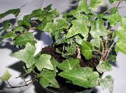 liána Břečťan, Pokojové rostliny fotografie