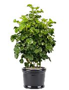 margas Polyscias Vidinis augalai nuotrauka