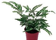 margas Pteris Vidinis augalai nuotrauka