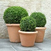 фото зелений Домашні рослини Самшит