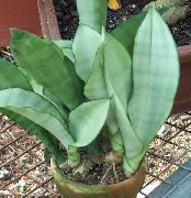 zlatý Sansevieria Izbové Rastliny fotografie