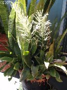 nuotrauka margas Vidinis augalai Sansevieria