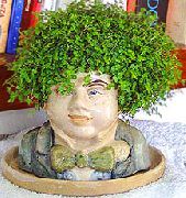      (, ) ,  ,   - Soleirolia soleirolii 