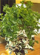 πράσινος Tradescantia,  φυτά εσωτερικού χώρου φωτογραφία