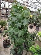 πράσινος Δέντρο Κισσός φυτά εσωτερικού χώρου φωτογραφία