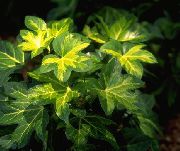 nuotrauka margas Vidinis augalai Medis Ivy