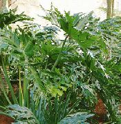       ,  ,   - Philodendron bipennifolium