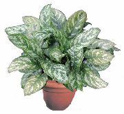 на петна Aglaonema, Сребро Евъргрийн Стайни растения снимка