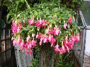 foto roze Pot Bloemen Fuchsia