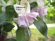 bianco Fucsia Fiori al coperto foto